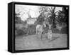 Man with a Horse, Alipore, India, 1905-1906-FL Peters-Framed Stretched Canvas