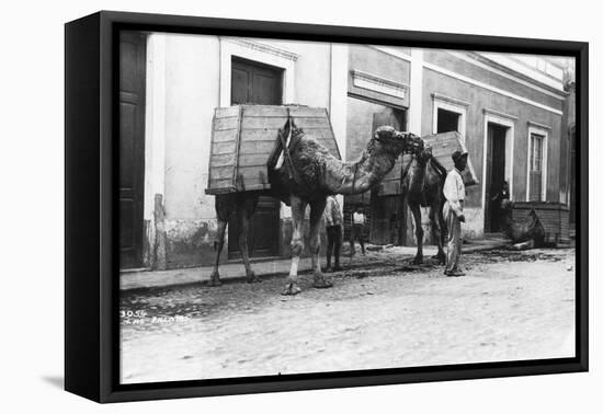 Man with Camels, Las Palmas, Gran Canaria, Canary Islands, Spain, C1920s-C1930s-null-Framed Stretched Canvas
