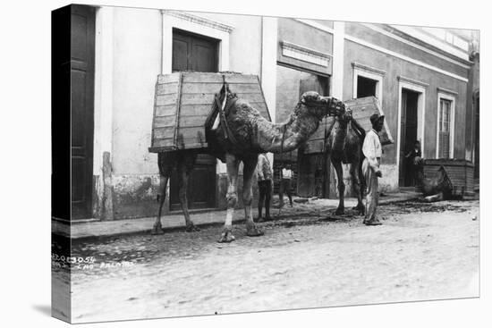 Man with Camels, Las Palmas, Gran Canaria, Canary Islands, Spain, C1920s-C1930s-null-Stretched Canvas
