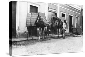 Man with Camels, Las Palmas, Gran Canaria, Canary Islands, Spain, C1920s-C1930s-null-Stretched Canvas