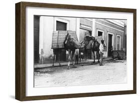 Man with Camels, Las Palmas, Gran Canaria, Canary Islands, Spain, C1920s-C1930s-null-Framed Giclee Print