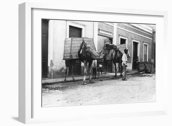 Man with Camels, Las Palmas, Gran Canaria, Canary Islands, Spain, C1920s-C1930s-null-Framed Giclee Print