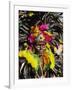 Man with Facial Decoration and Head-Dress with Feathers at Mardi Gras Carnival, Philippines-Alain Evrard-Framed Photographic Print