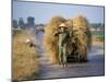 Man with Freshly Harvested Rice on Cart in the Ricefields of Bac Thai Province-Robert Francis-Mounted Photographic Print