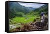 Man Working in the Batad Rice Terraces, Part of the UNESCO World Heritage Site of Banaue, Luzon-Michael Runkel-Framed Stretched Canvas