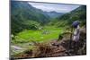 Man Working in the Batad Rice Terraces, Part of the UNESCO World Heritage Site of Banaue, Luzon-Michael Runkel-Mounted Photographic Print