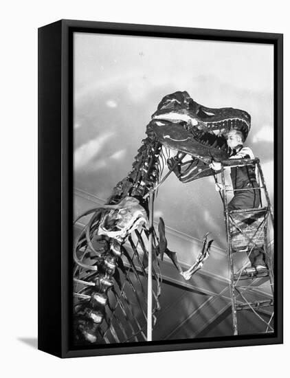 Man Working on Skeleton of a Tyrannosaurus at the American Museum of Natural History-Hansel Mieth-Framed Stretched Canvas