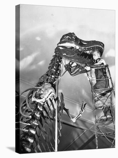 Man Working on Skeleton of a Tyrannosaurus at the American Museum of Natural History-Hansel Mieth-Stretched Canvas