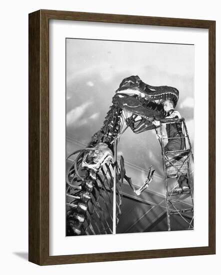 Man Working on Skeleton of a Tyrannosaurus at the American Museum of Natural History-Hansel Mieth-Framed Photographic Print