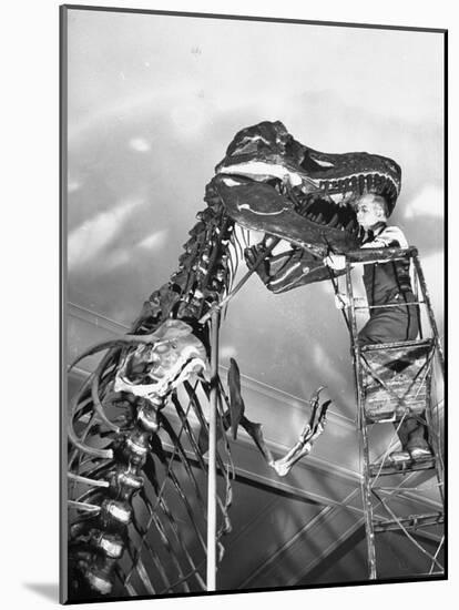 Man Working on Skeleton of a Tyrannosaurus at the American Museum of Natural History-Hansel Mieth-Mounted Photographic Print