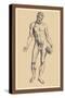 Man-Andreas Vesalius-Stretched Canvas