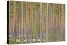 Stretched Canvas