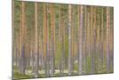 Wood Mount