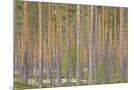 Wood Mount