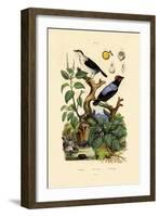 Manakins, 1833-39-null-Framed Giclee Print