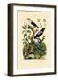 Manakins, 1833-39-null-Framed Giclee Print