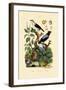 Manakins, 1833-39-null-Framed Giclee Print