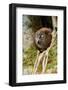 Mananara-nord sportive lemur peering out between branches-Nick Garbutt-Framed Photographic Print