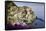 Manarola, Cinque Terre, UNESCO World Heritage Site, Liguria, Italy, Europe-Gavin Hellier-Framed Stretched Canvas