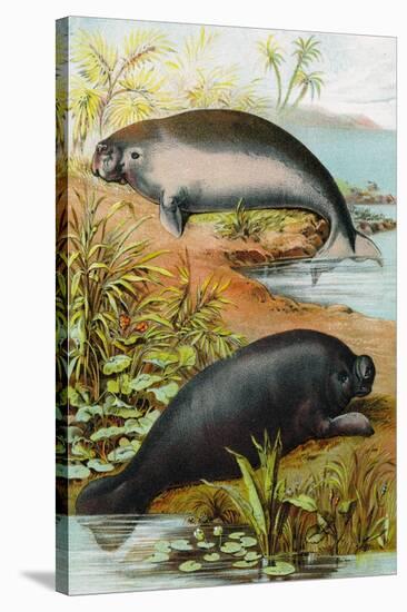 Manatee and Dugong, C.1880-German School-Stretched Canvas