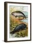 Manatee and Dugong, C.1880-German School-Framed Giclee Print