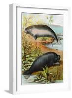 Manatee and Dugong, C.1880-German School-Framed Giclee Print