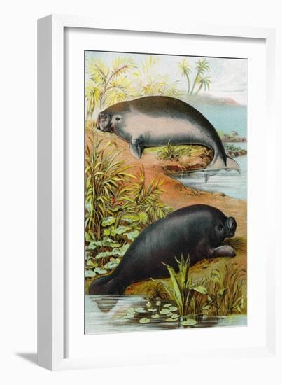 Manatee and Dugong, C.1880-German School-Framed Giclee Print