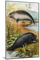 Manatee and Dugong, C.1880-German School-Mounted Giclee Print