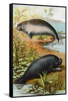 Manatee and Dugong, C.1880-German School-Framed Stretched Canvas