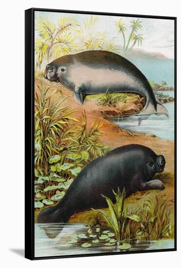 Manatee and Dugong, C.1880-German School-Framed Stretched Canvas