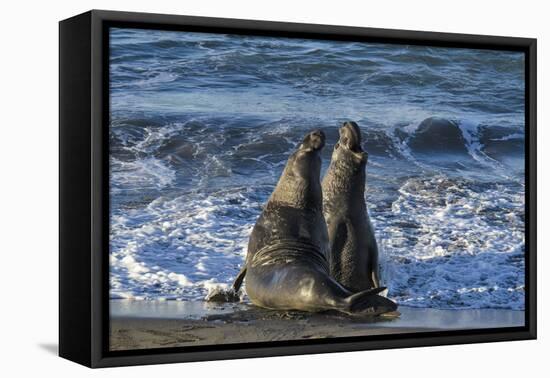 Manatee, Beach-null-Framed Stretched Canvas