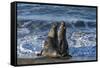 Manatee, Beach-null-Framed Stretched Canvas