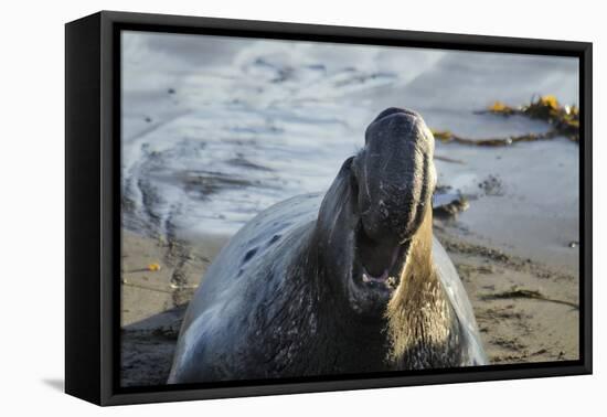 Manatee, Beach-null-Framed Stretched Canvas