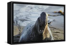 Manatee, Beach-null-Framed Stretched Canvas