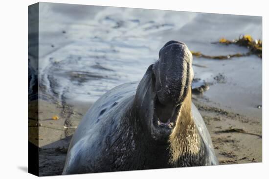 Manatee, Beach-null-Stretched Canvas