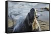 Manatee, Beach-null-Framed Stretched Canvas