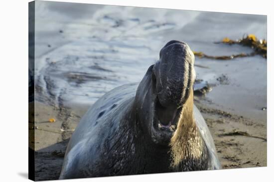 Manatee, Beach-null-Stretched Canvas