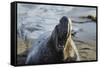 Manatee, Beach-null-Framed Stretched Canvas