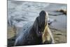 Manatee, Beach-null-Mounted Photographic Print