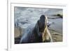 Manatee, Beach-null-Framed Photographic Print