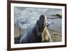 Manatee, Beach-null-Framed Photographic Print