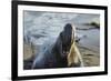 Manatee, Beach-null-Framed Photographic Print