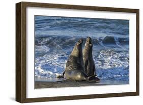 Manatee, Beach-null-Framed Photographic Print