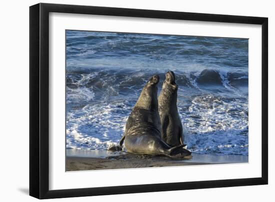 Manatee, Beach-null-Framed Photographic Print