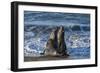 Manatee, Beach-null-Framed Photographic Print