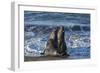 Manatee, Beach-null-Framed Photographic Print
