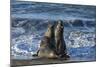 Manatee, Beach-null-Mounted Photographic Print