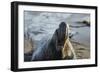 Manatee, Beach-null-Framed Photographic Print