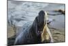 Manatee, Beach-null-Mounted Photographic Print