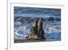 Manatee, Beach-null-Framed Photographic Print